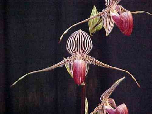 Paphiopedilum rothschildianum 